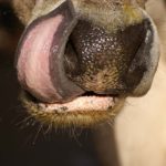 犬の舌を拡大した画像