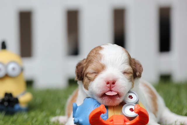 可愛い舌を持つ犬